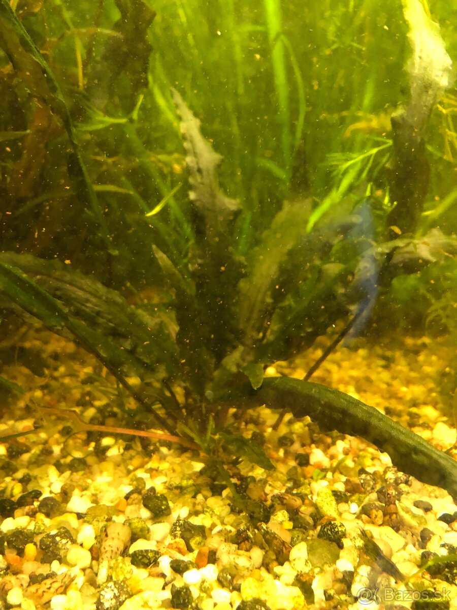 Predam akvaristicke rastliny Vallisneria Spiralis - 2