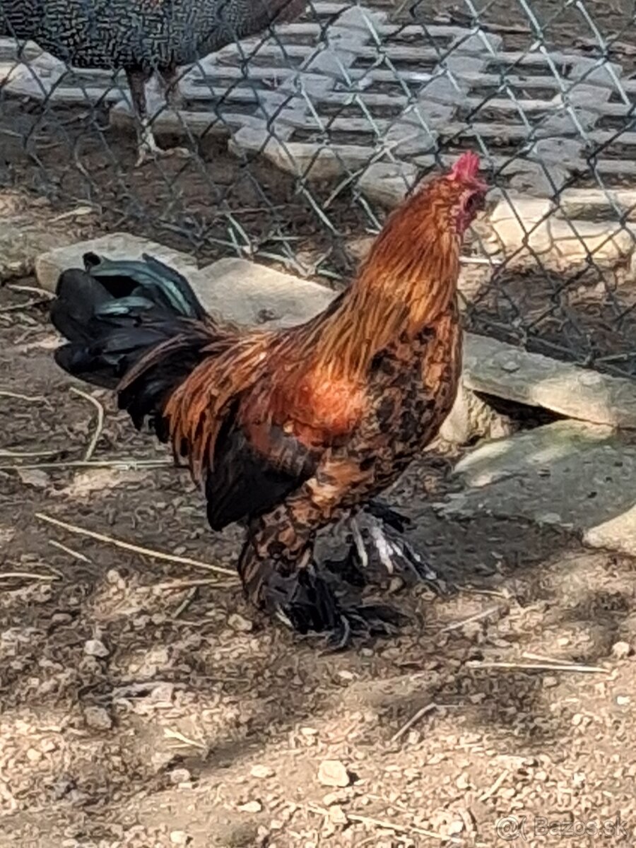 Predám - 2