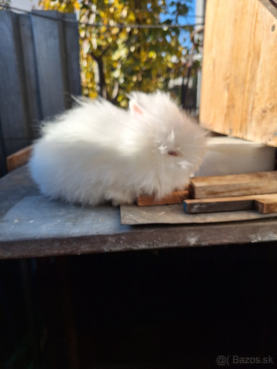 Zakrsly teddy kralik - 2