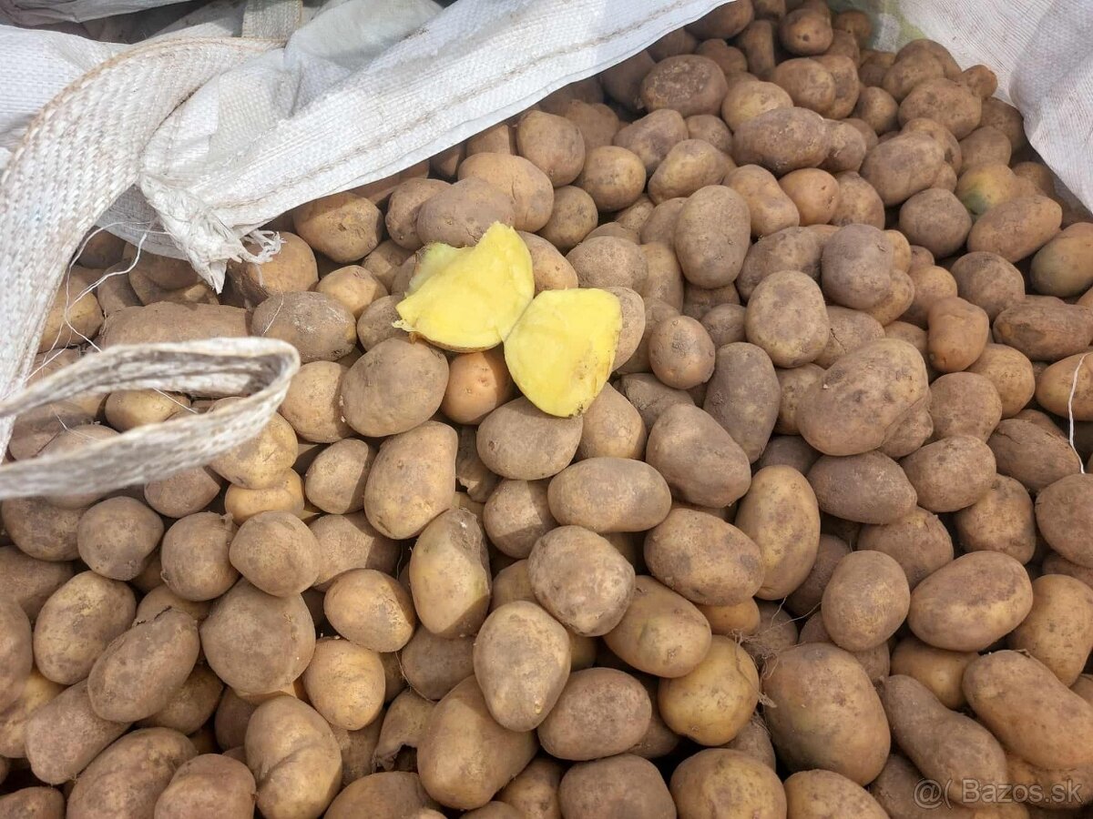 Predám krmné zemiaky druhá trieda - 2