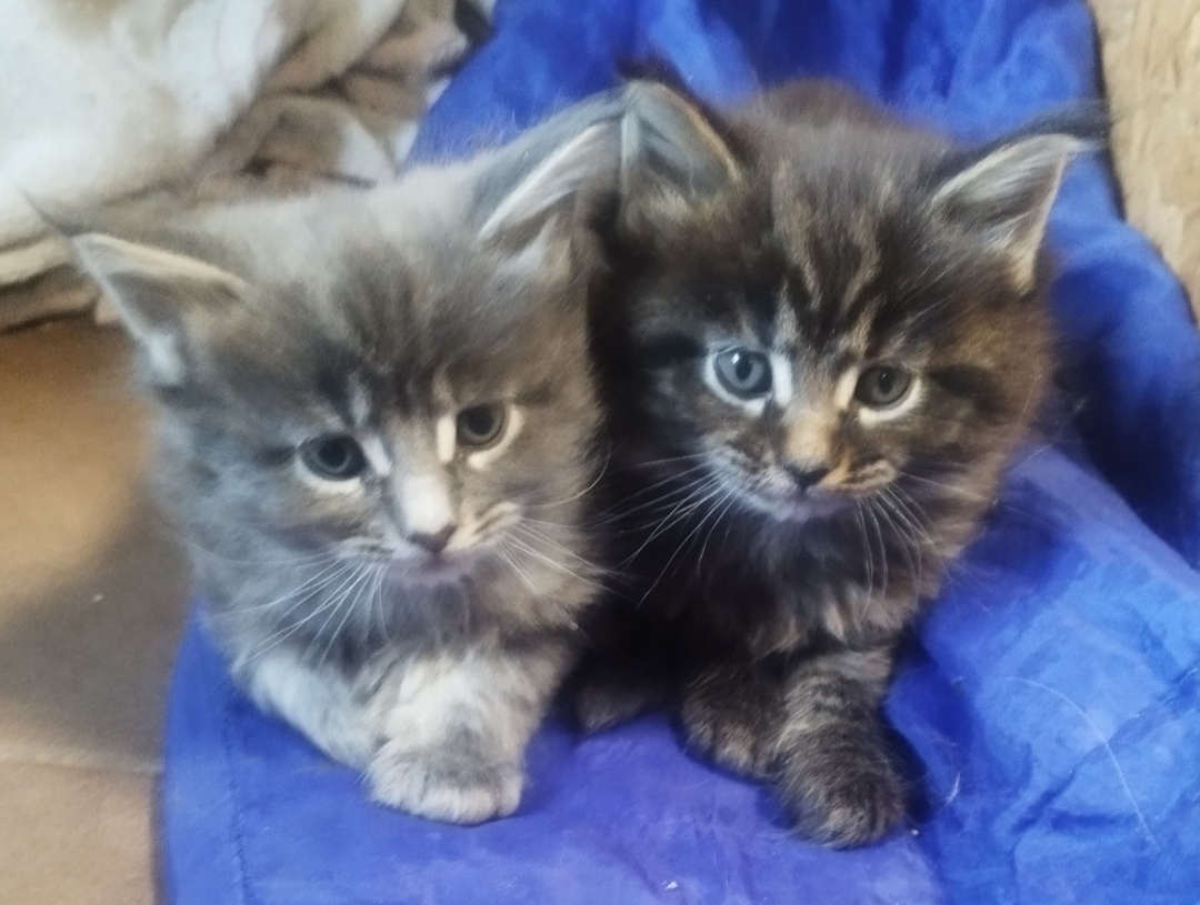 Mainska mývalia mačka - 2