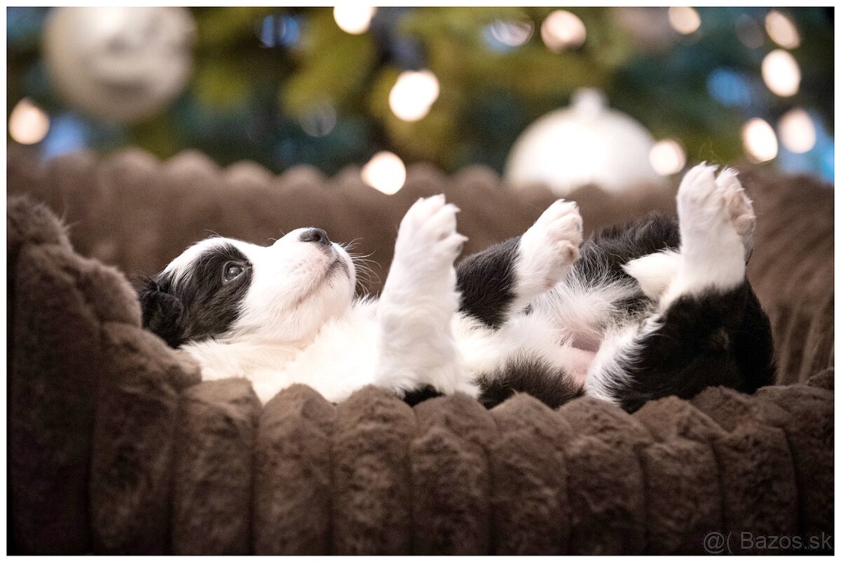 Border Collie Border Kolia s PP FCI - 2