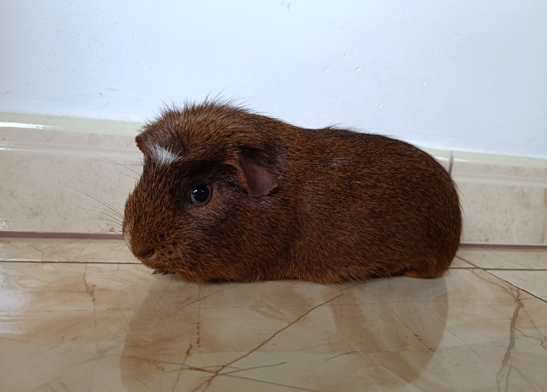 Morčatá ,Morča,Morské prasiatka - 2