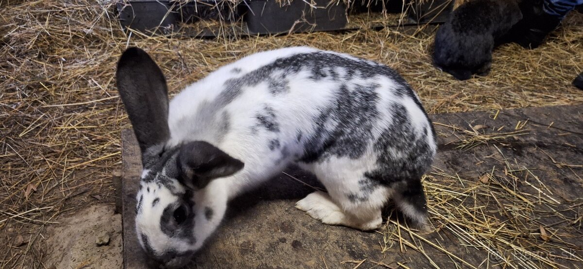 Predám samičky - 2