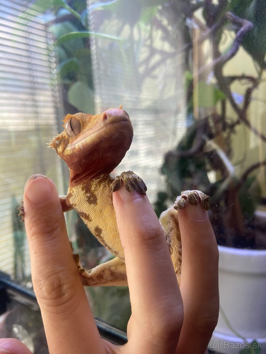 Chovný samec Pagekon riasnatý - 2