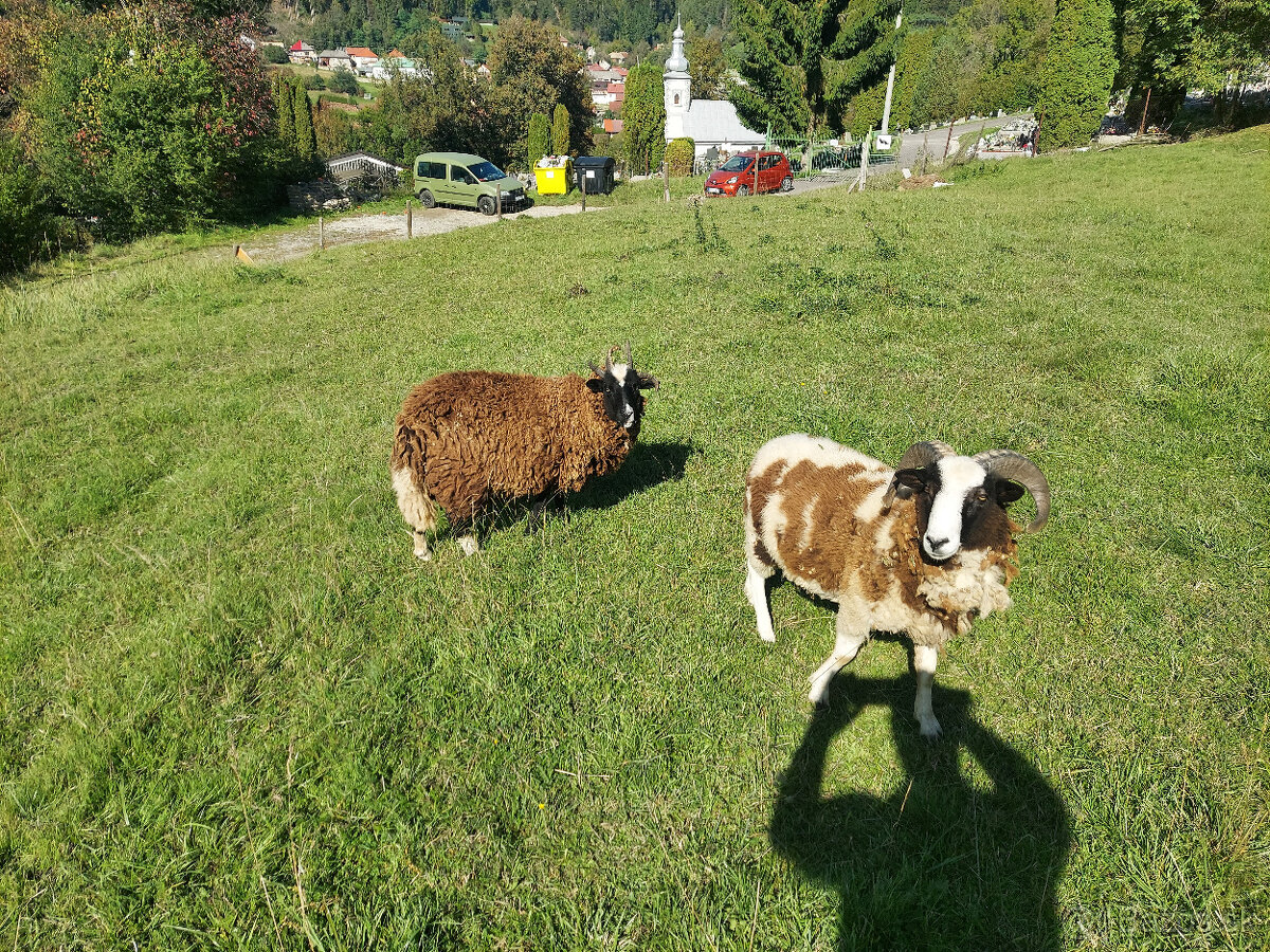 Plemenné barany - 2