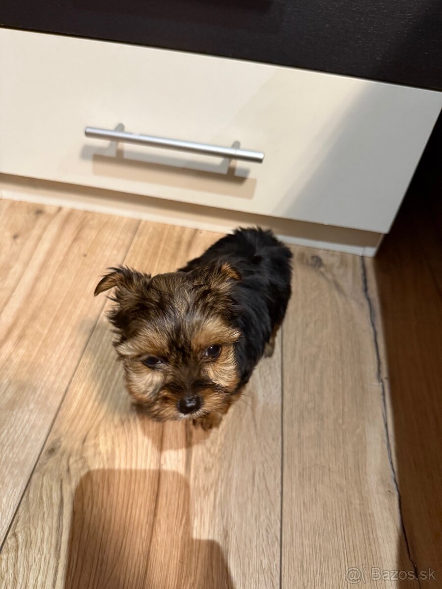 York, Yorkshire, Yorkshire terier, mini yorkshire - 2