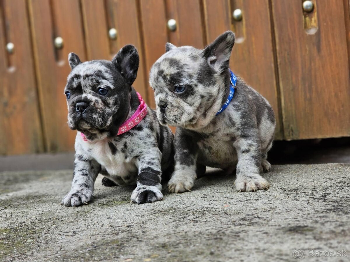 Francúzsky buldoček modrý merle - 2