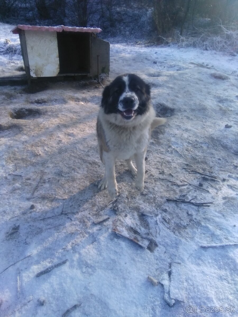 Kaukazský ovčiak - 2