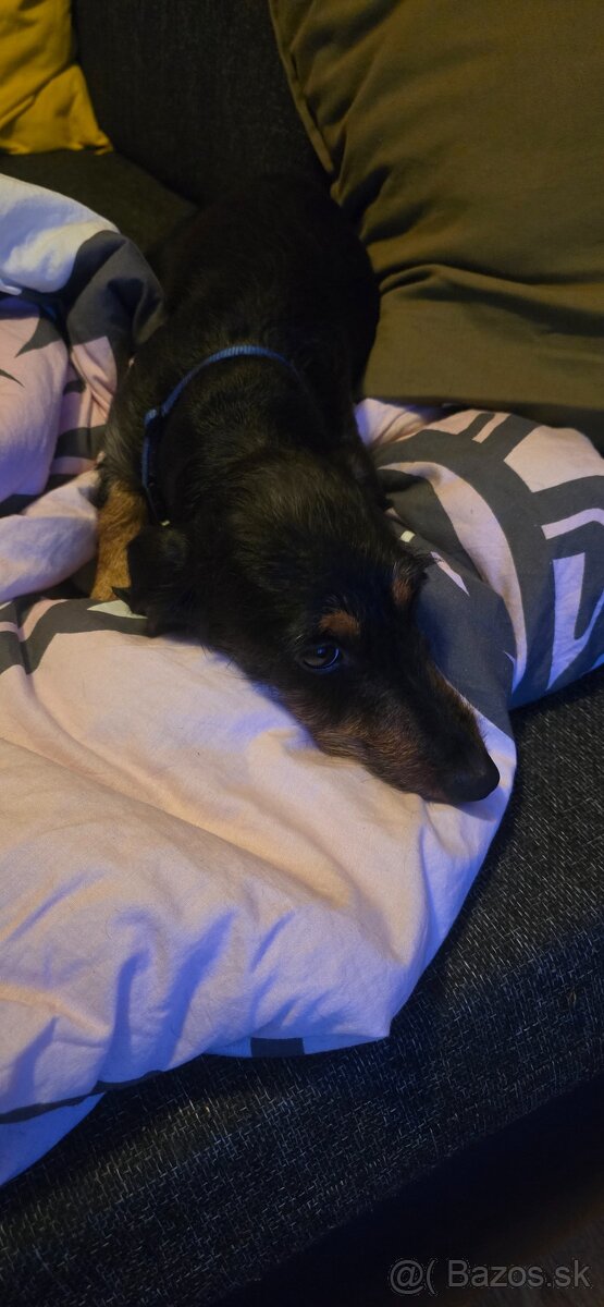 Darujem hrubosrstu jazvečicku - 2