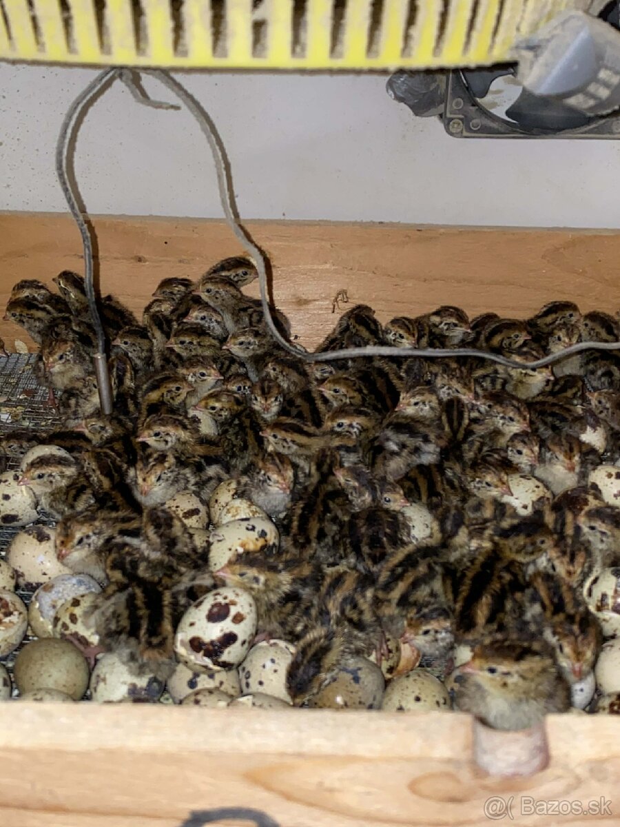 Japonské prepelice - 2