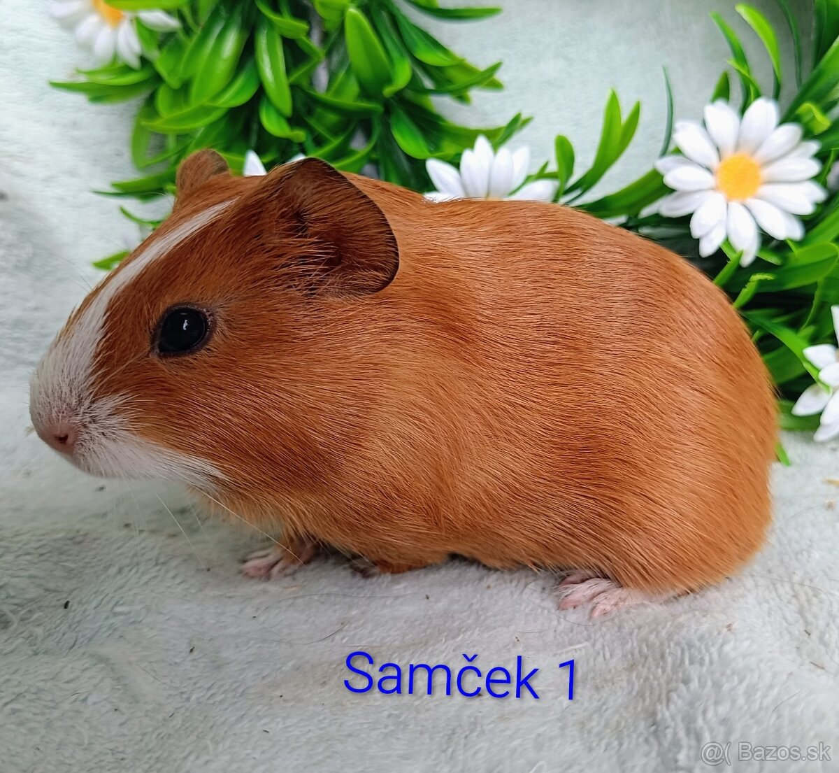 Morča/Morčiatka samčekovia - 2