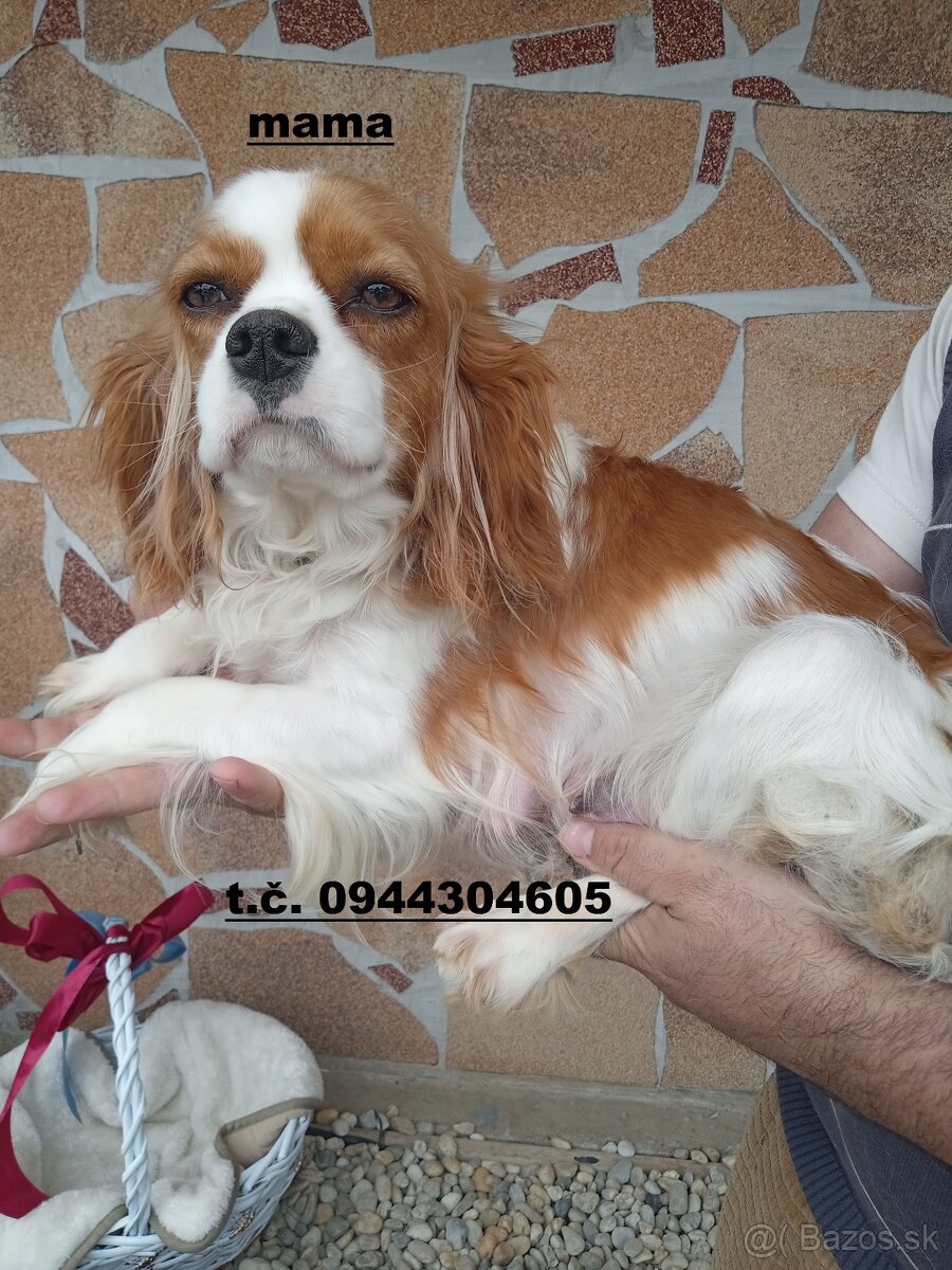 cavapoo - 2