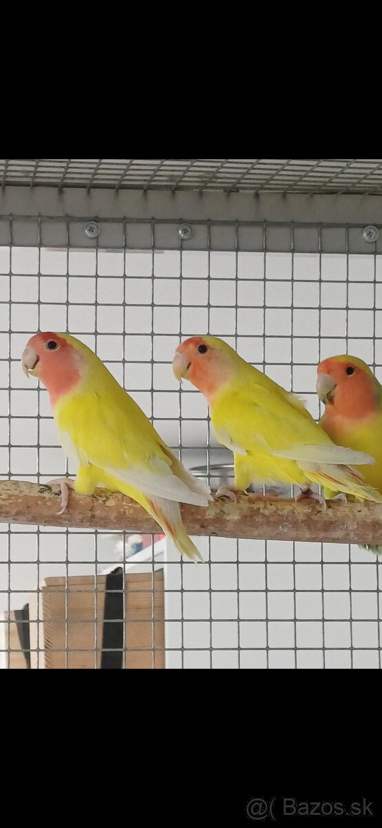 Agapornis ruzovohrdly - 2