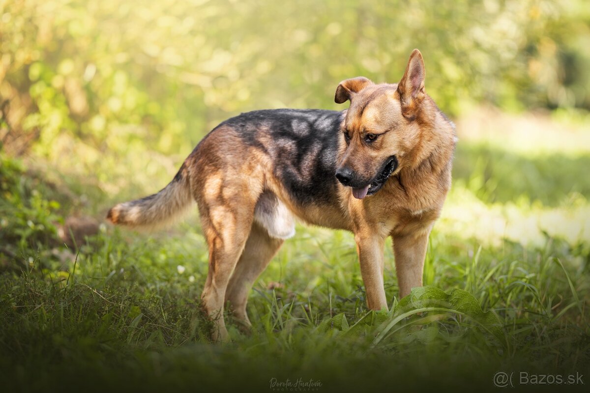 Darujem mohutného psa Maxa - mix nemecký ovčiak - 2