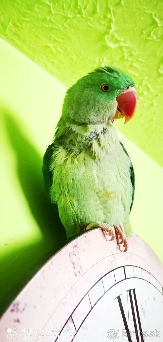 Alexander Veľký - 2