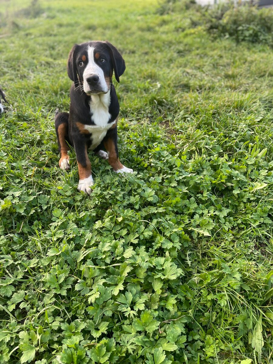 Veľký Švajčiarsky salašnícky pes - 2