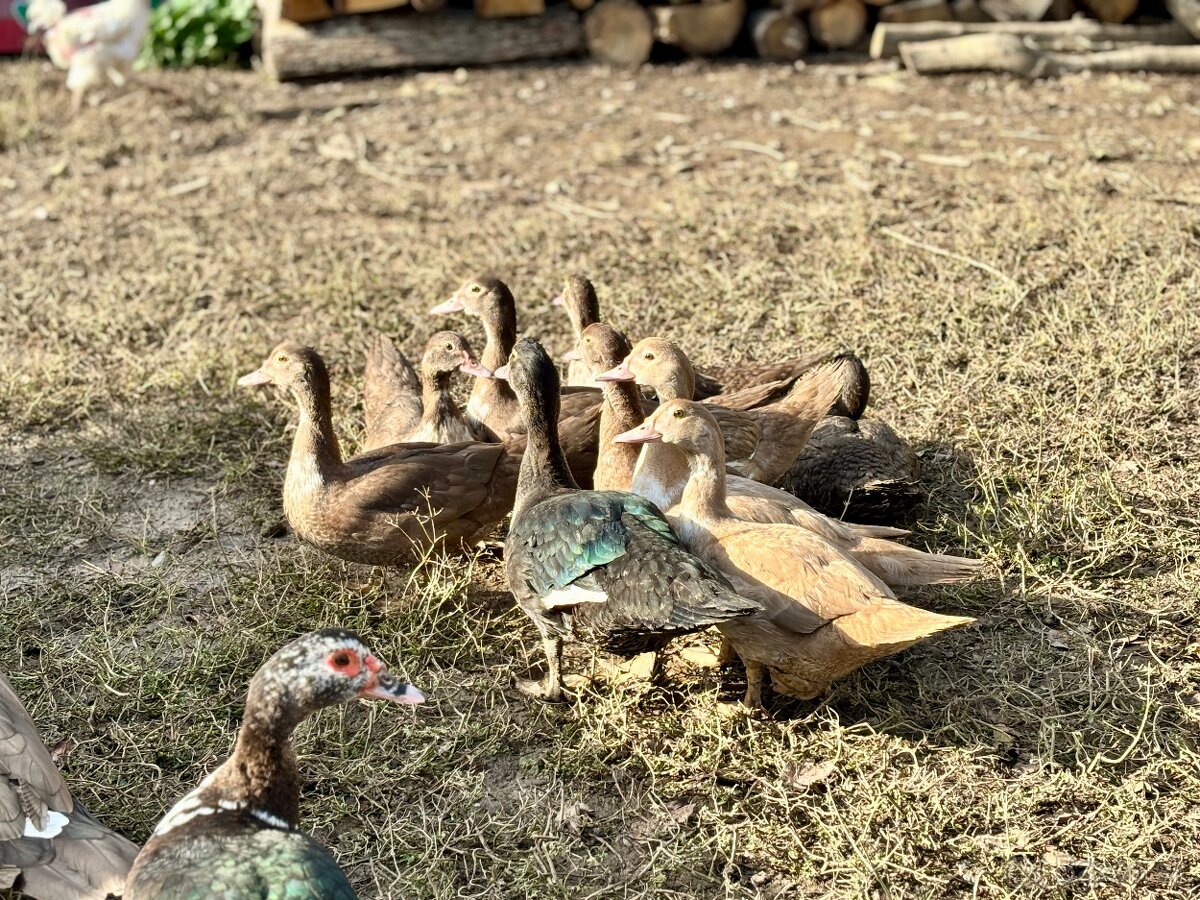 Kačica pižmová - 2