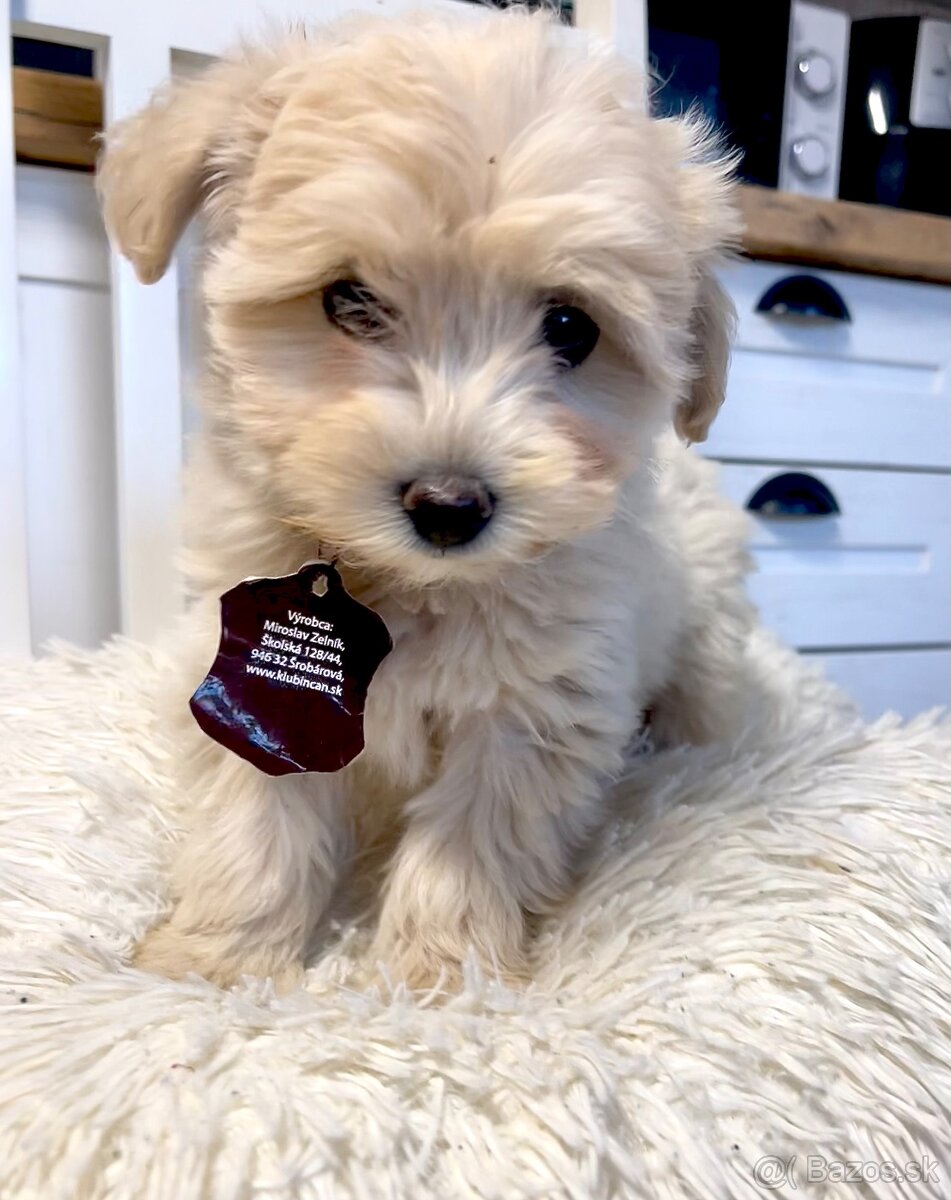 Maltipoo - 2