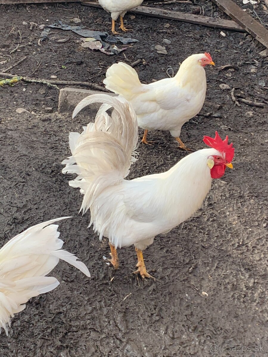 Kohúty Leghorn - 2