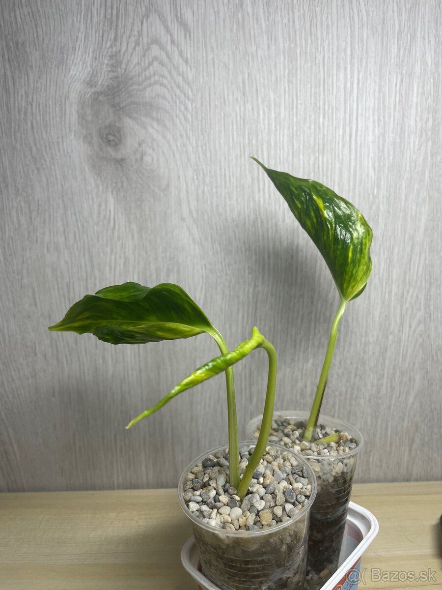 Epipremnum Shangri-La variegated (Godzilla) - 2