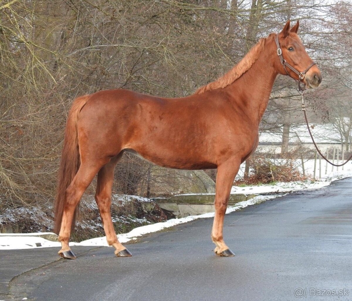 Prodám westfalskou kobylu s top původem - 2