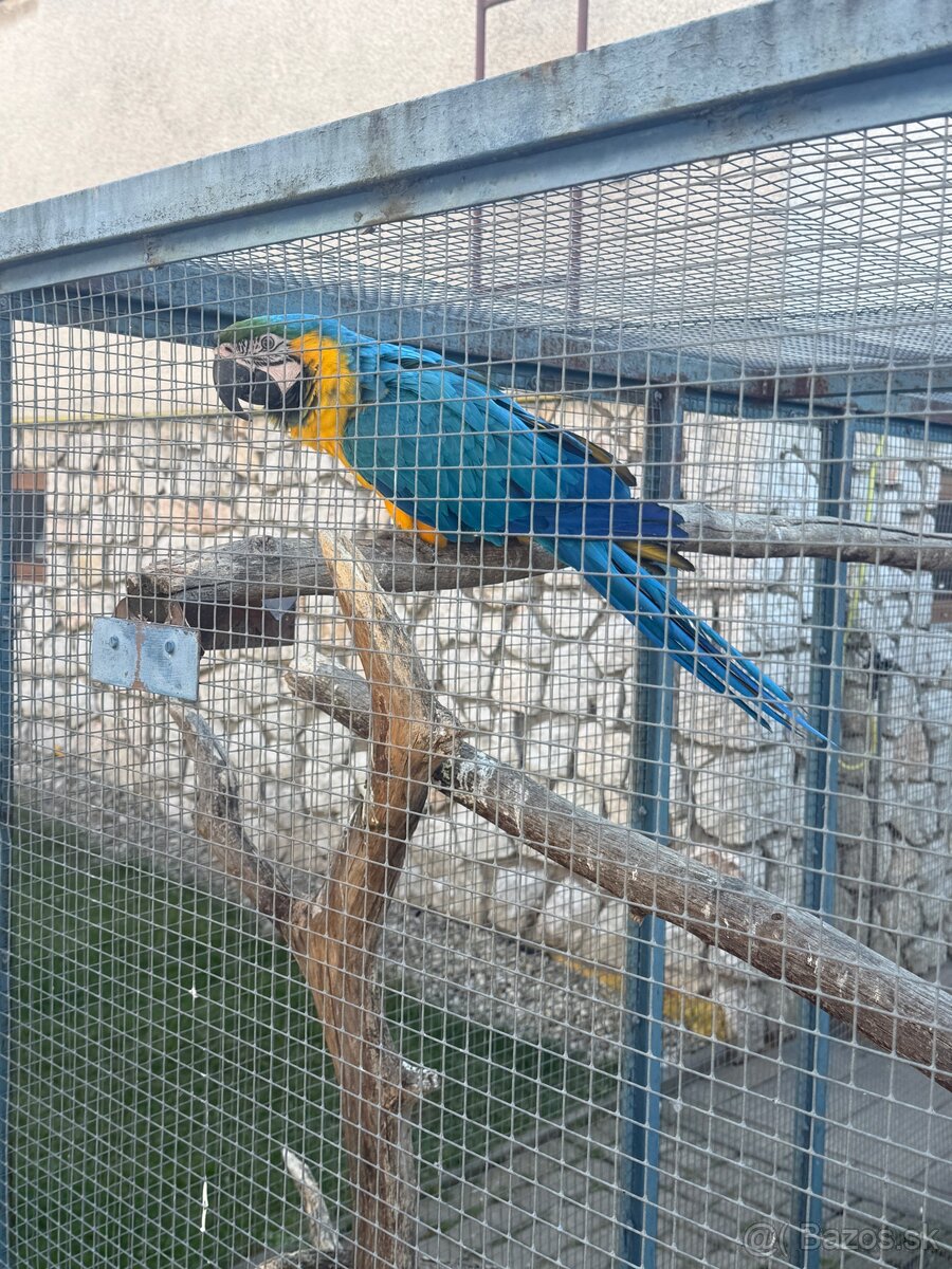 Ara ararauna (ara modrozlta) - 2