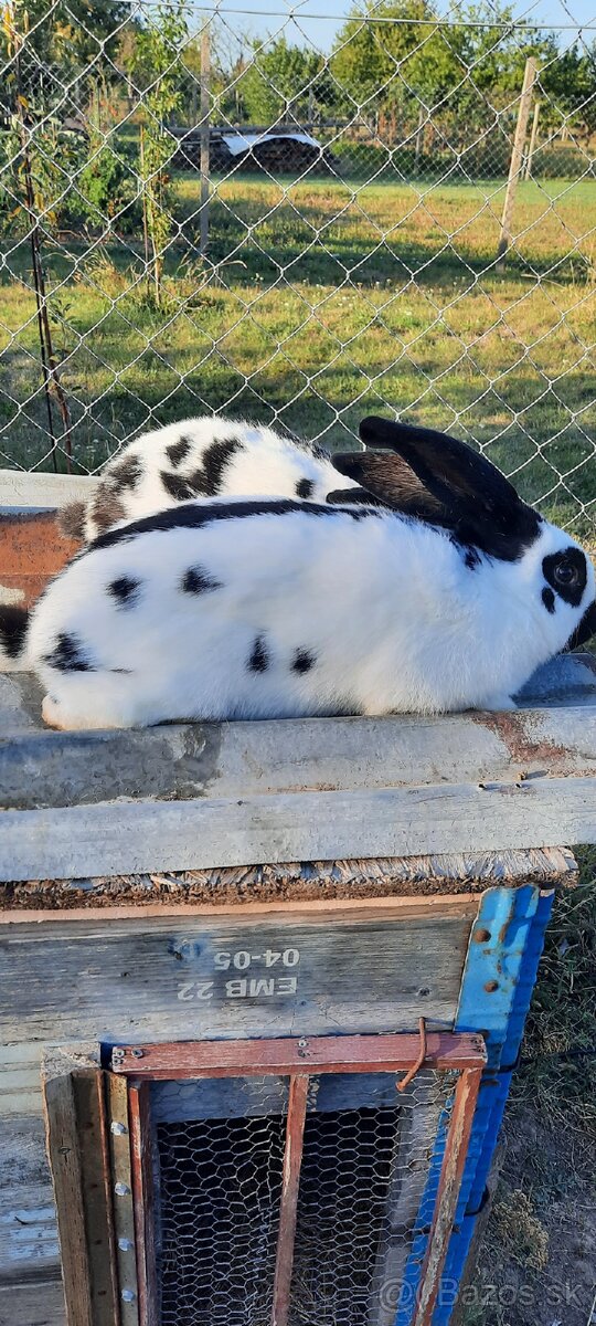 Nos nemecké obrovité strakače - 2