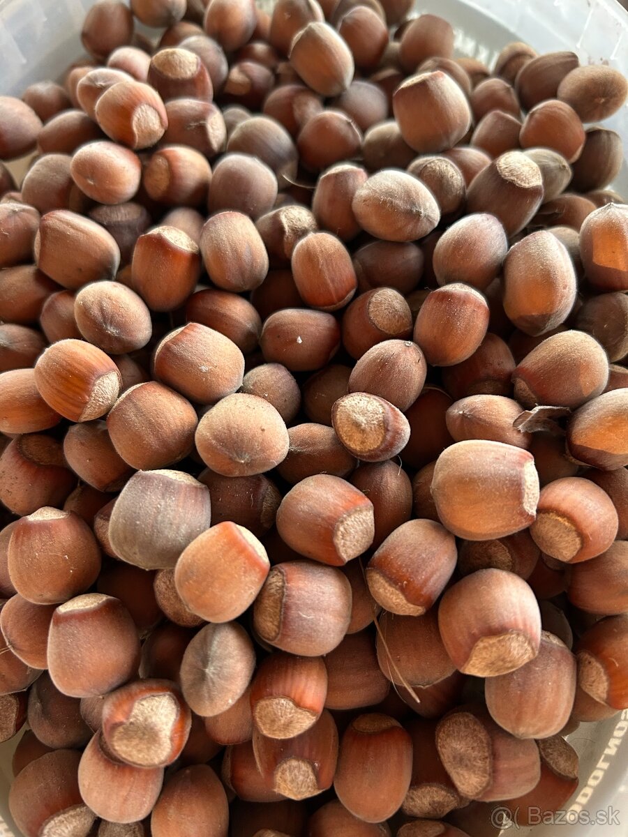 Lieskové orechy - 2
