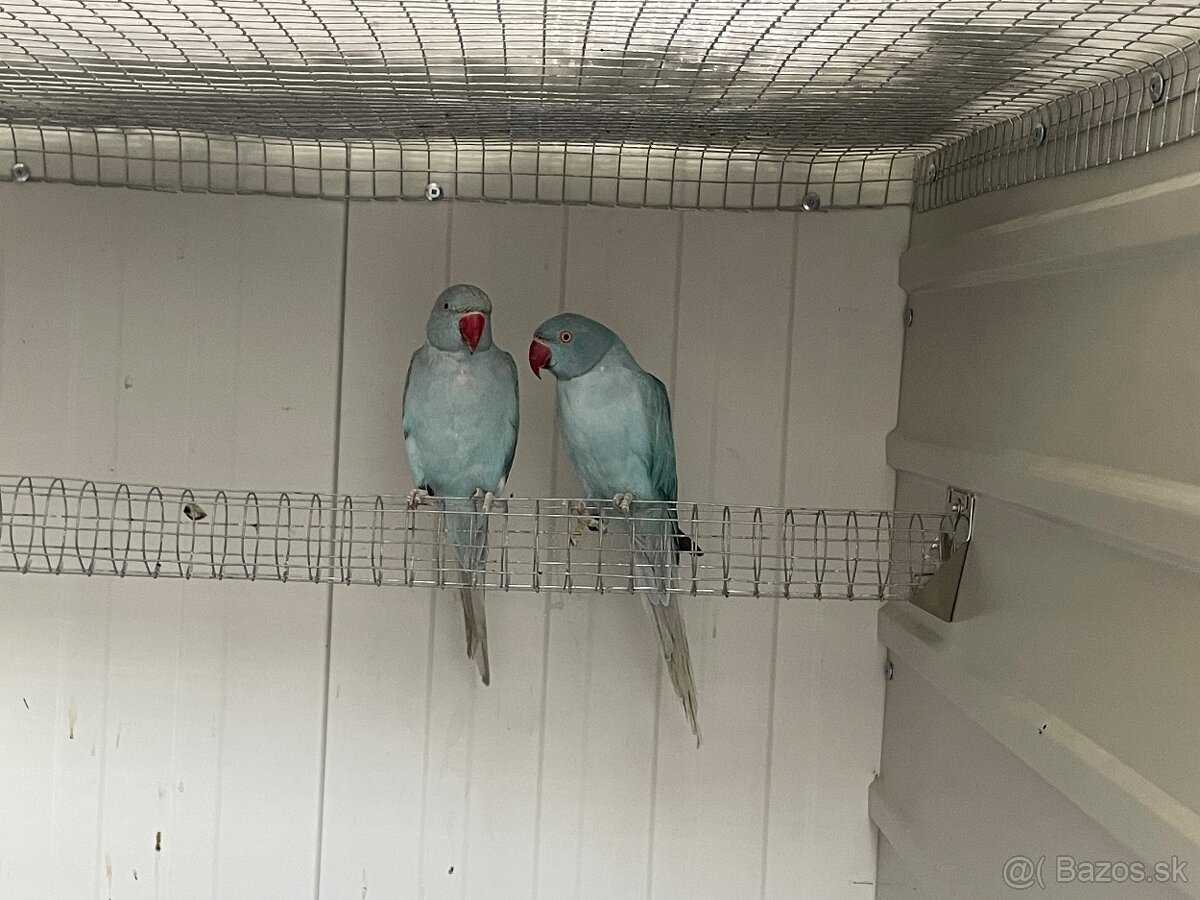 Alexander maly hch opal - 2