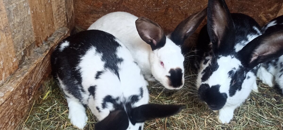 Predám králiky - 2