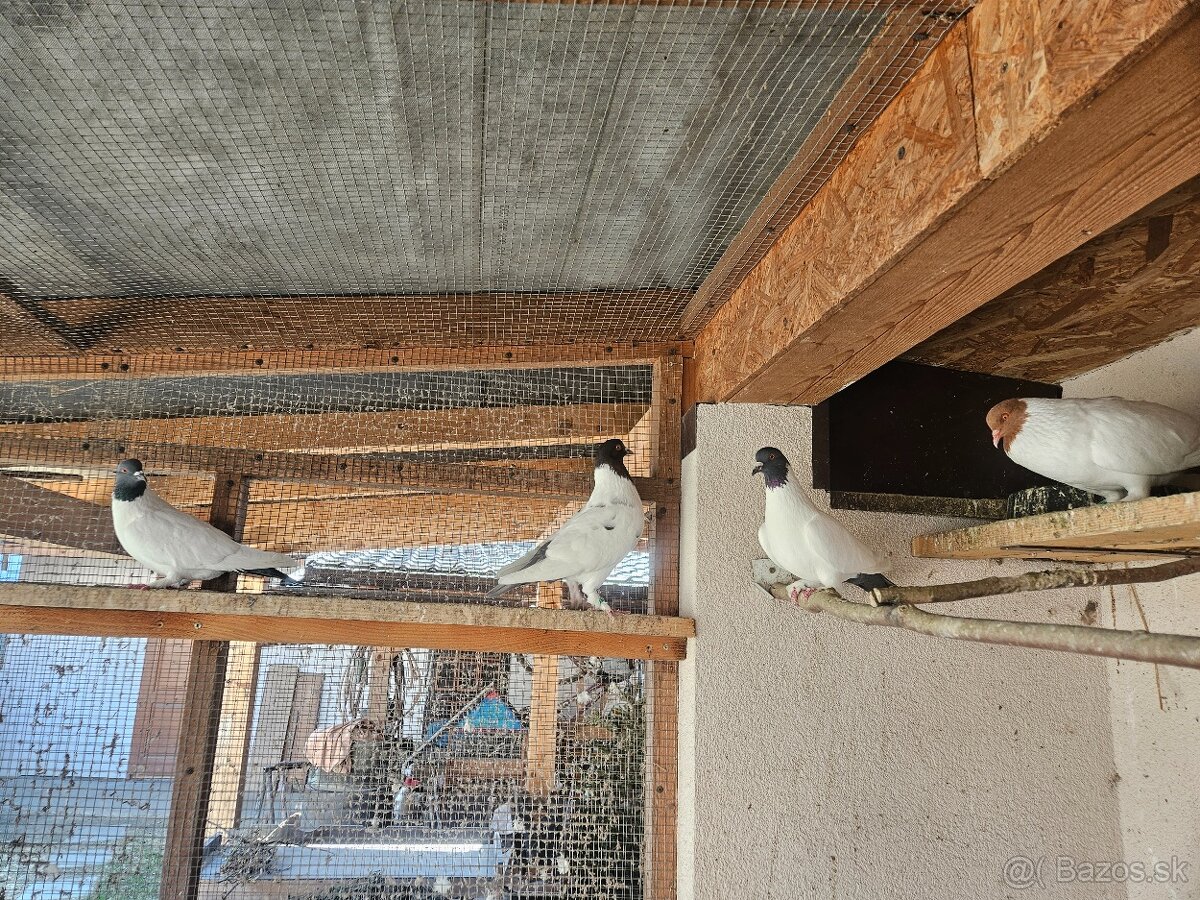 Holub slezsky barevnohlavek - 2