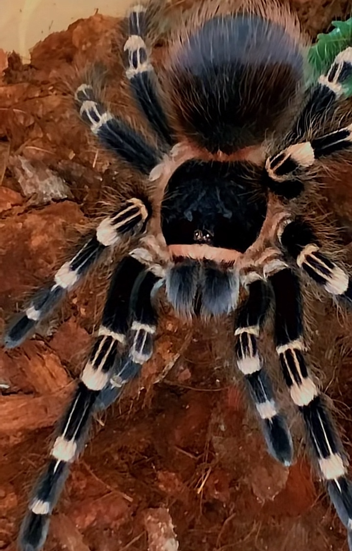Tarantula,vtackár,pavúk - 2