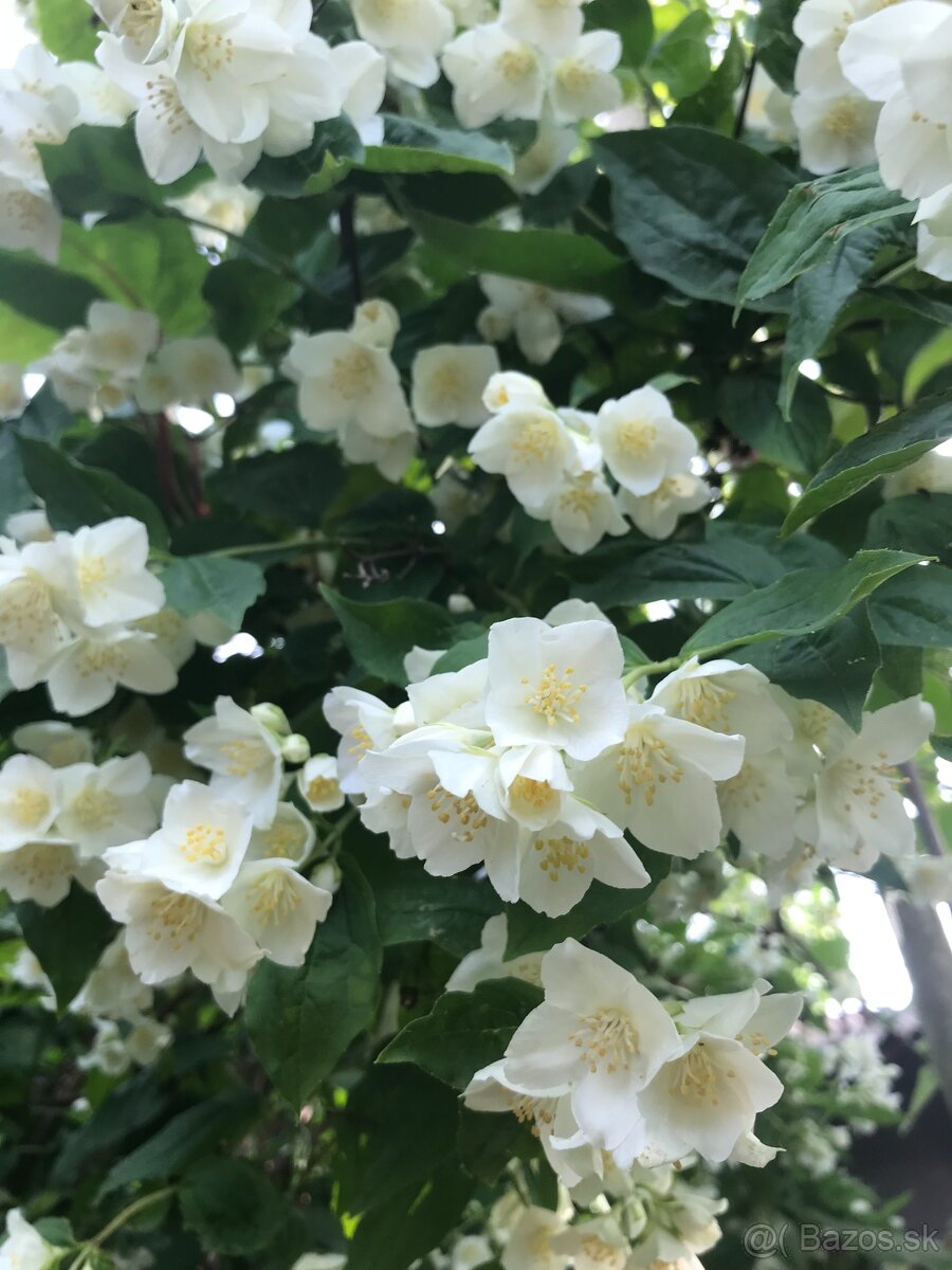 Predám JAZMÍN a PAJAZMÍN - 2