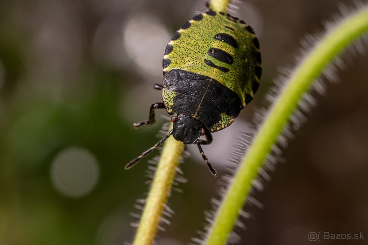 TTArtisan 100mm F2.8 Macro 2X TS Sony E/FE (bezchybný stav) - 2