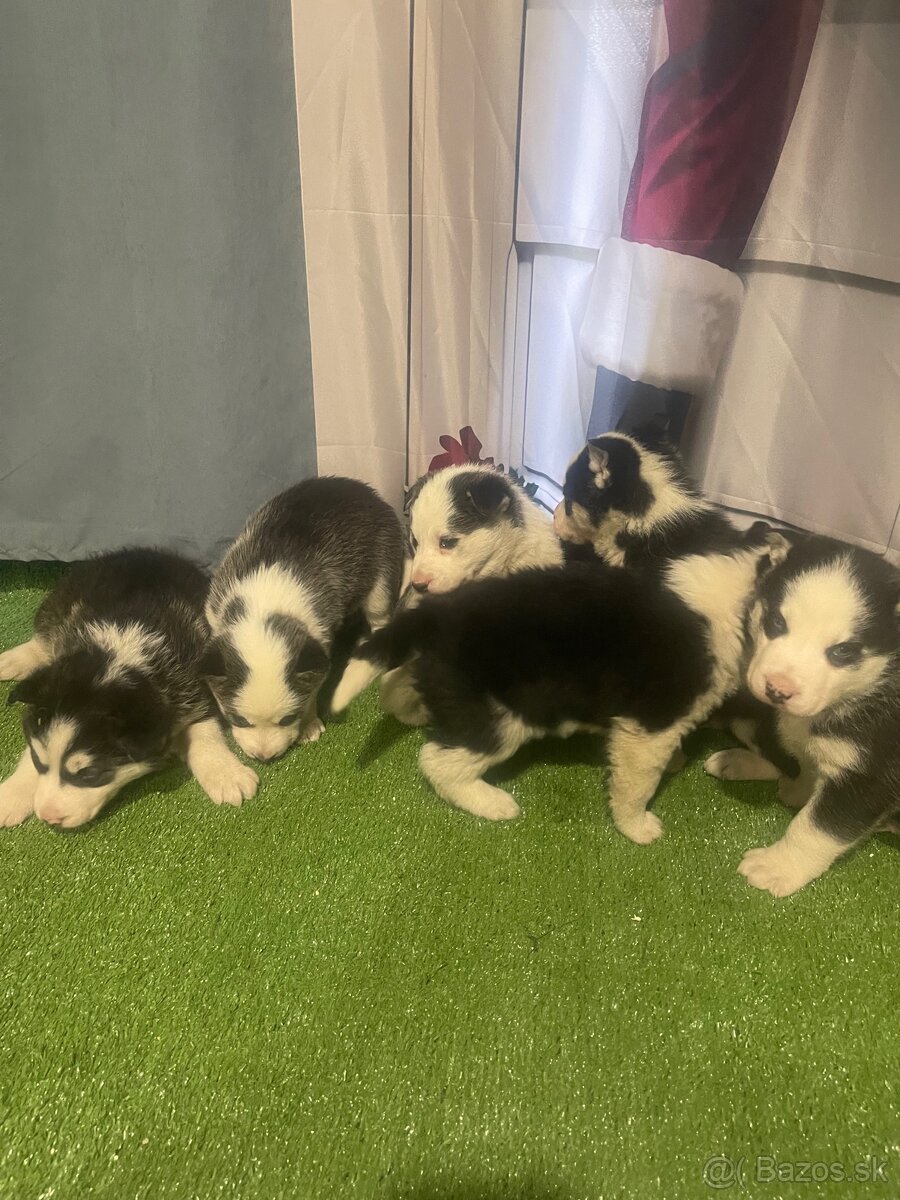 Šteniatka Husky - 2