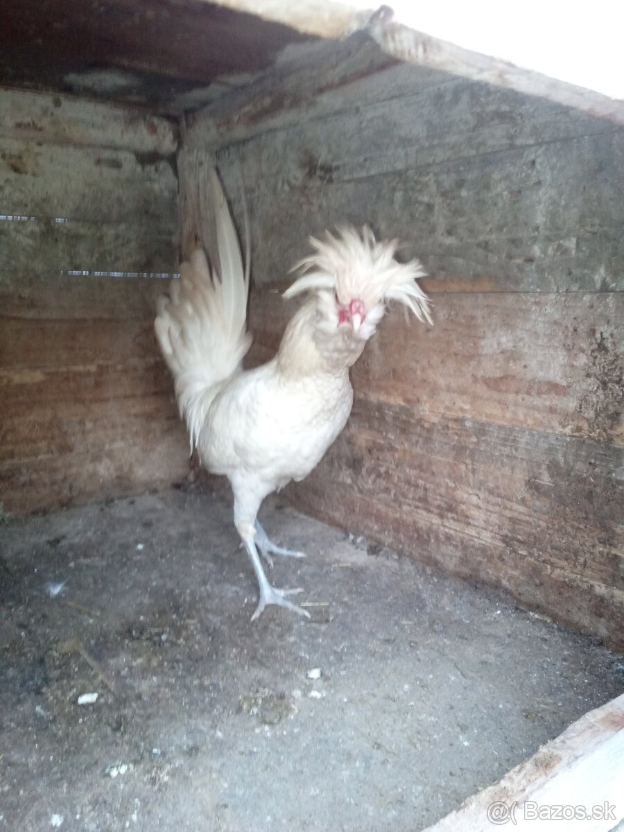 Predám kohúta Paduanka - 2