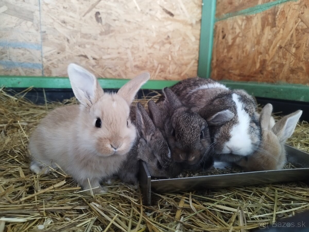 Minilop zakrsly baranček - 2