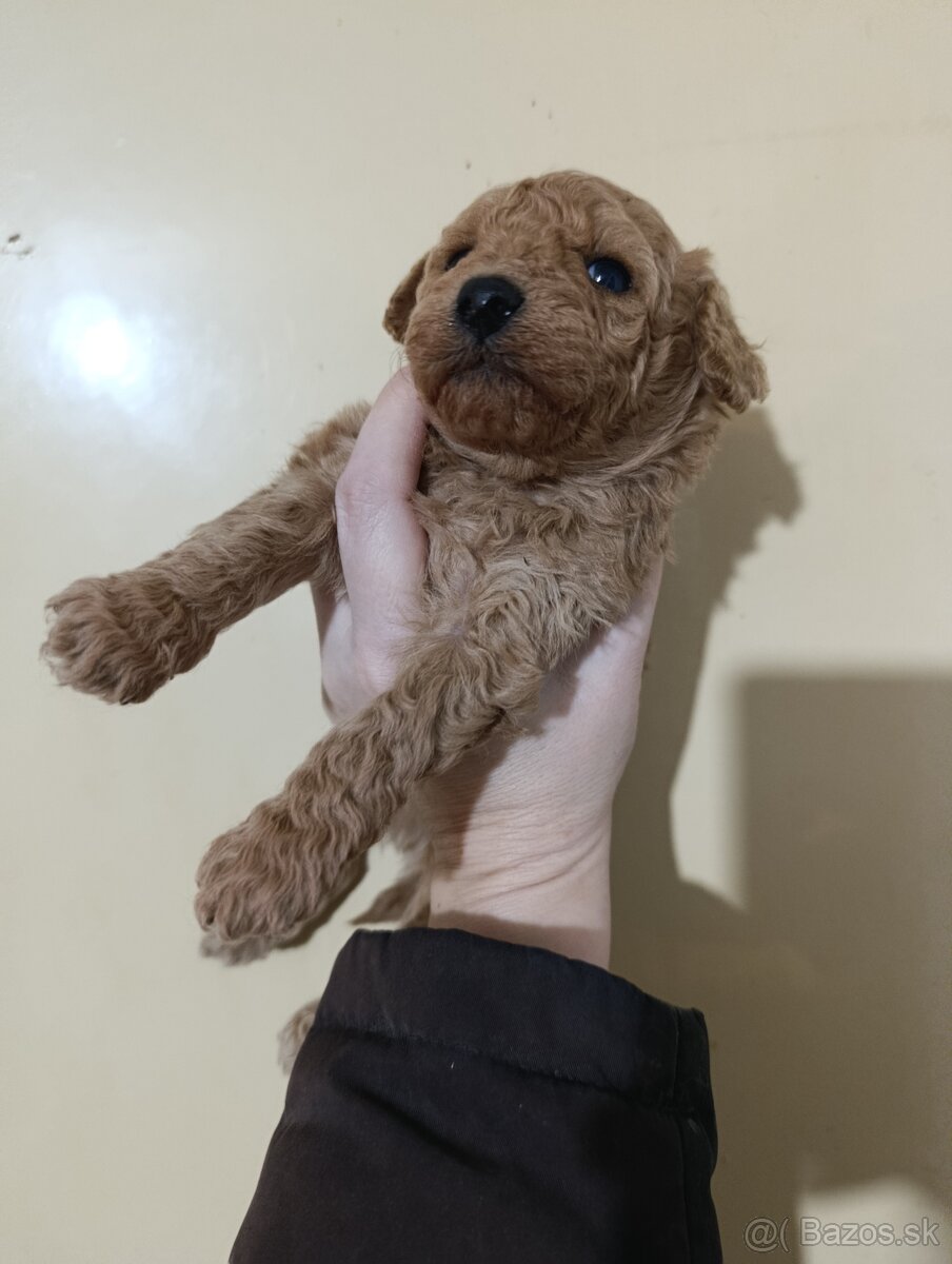 Pudlik pudel toy/trpazlici - 2