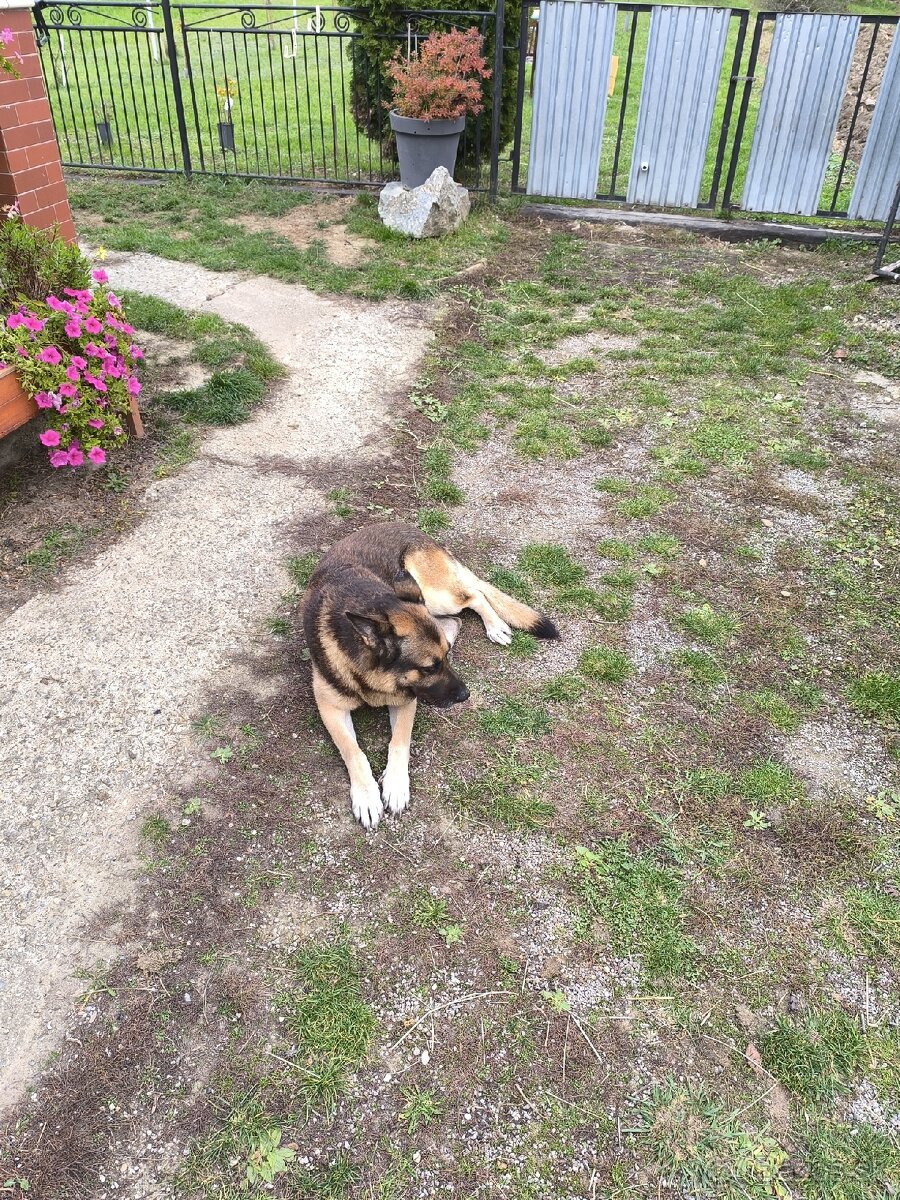 Belgický ovčiak na krytie - 2