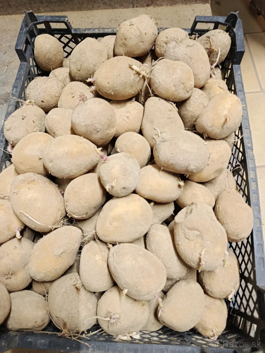 Predám sadbove zemiaky - 2