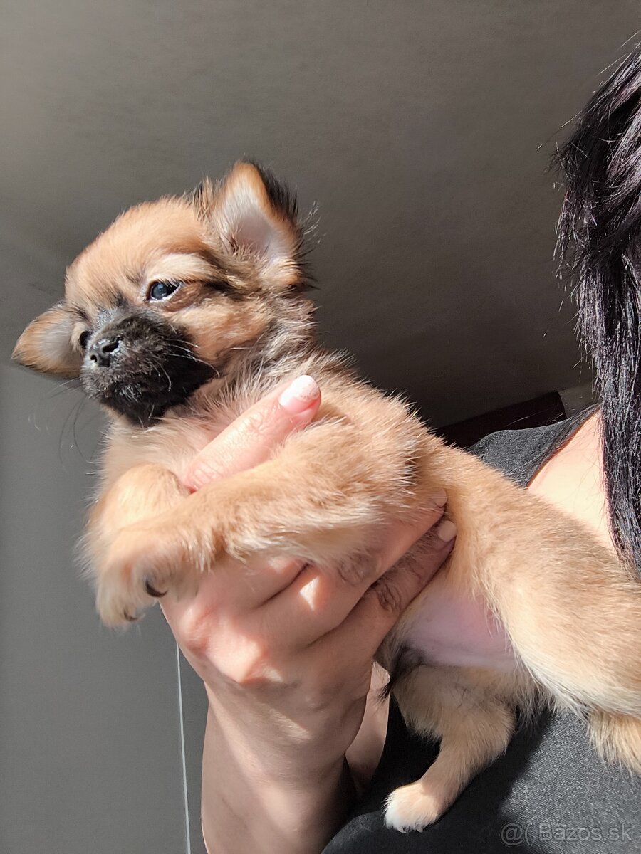 Čivava dlhosrsta mini - 2