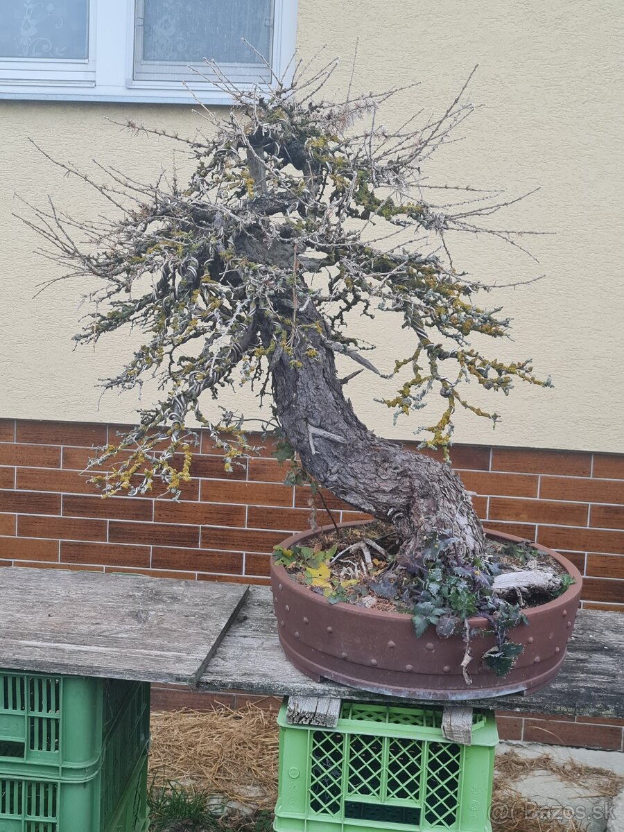 BONSAI - 2