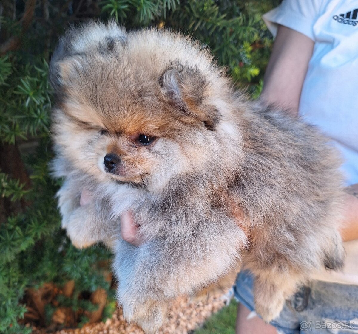 pomeranian s PP - 2
