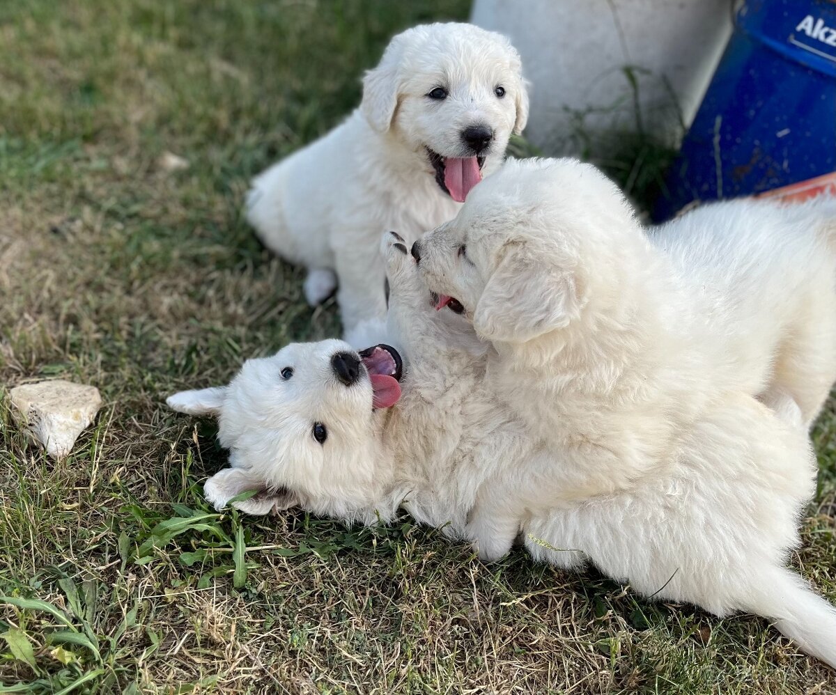 Predám šteniatka slovenského čuvača bez PP - 2