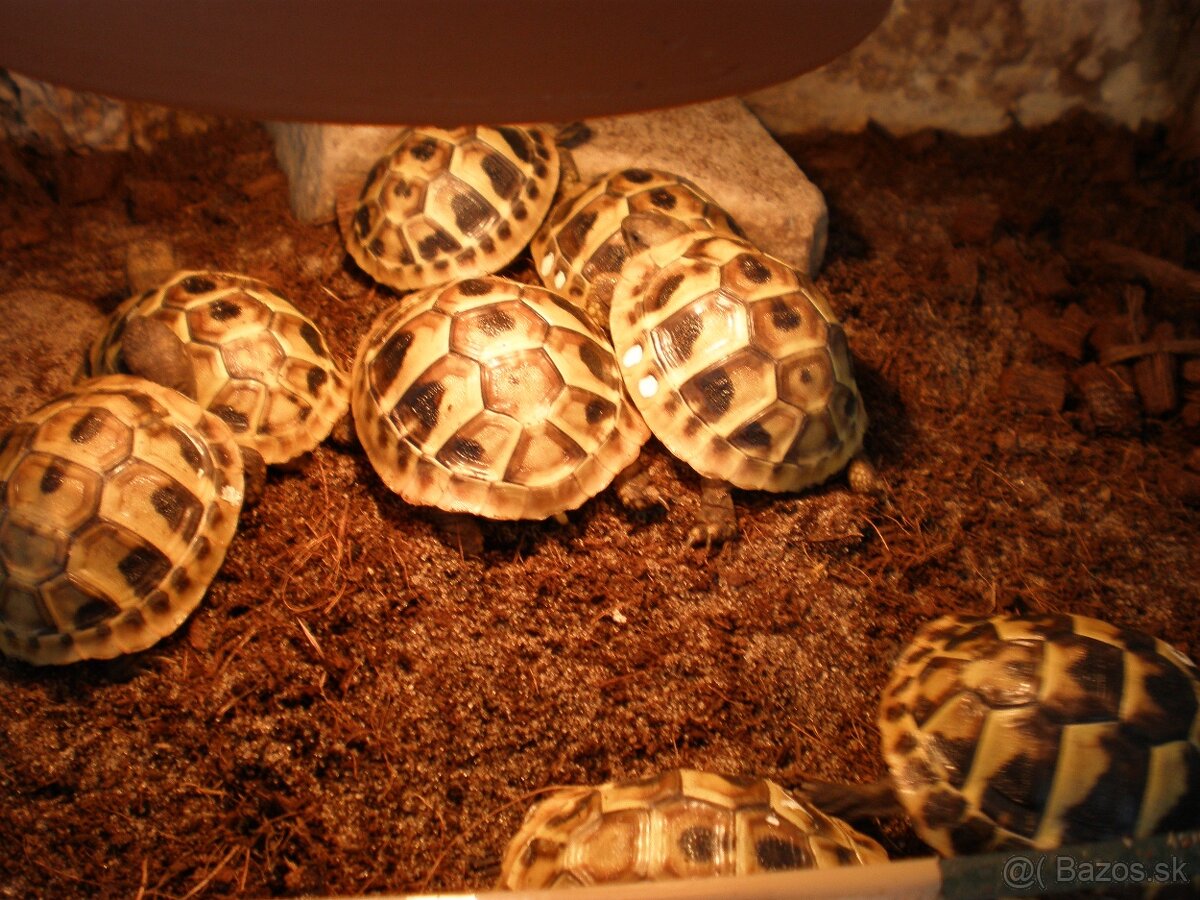 suchozemské korytnačky - 2