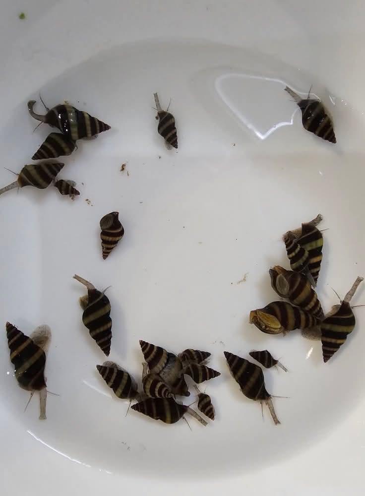 Ponúkam akvariové slimáky - 2