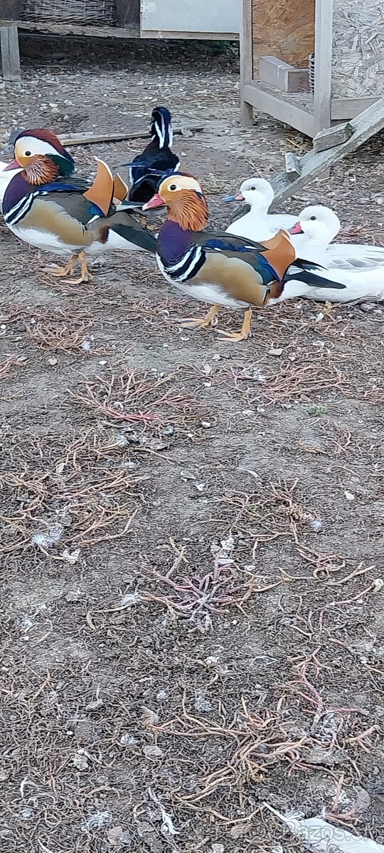 Káčer karolinsky,mandarinsky - 2