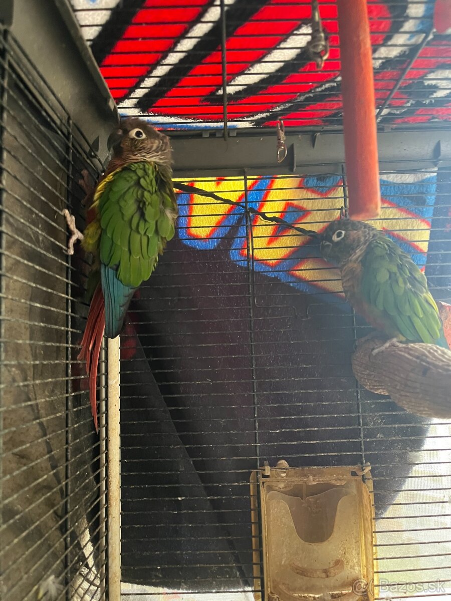 Pyrura zelenolíca, purrhura molinae - 2