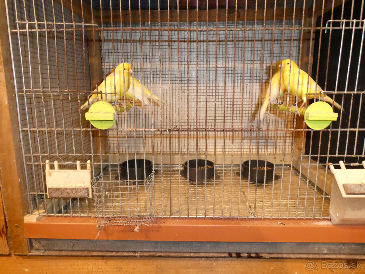 Predám kanáriky - 2